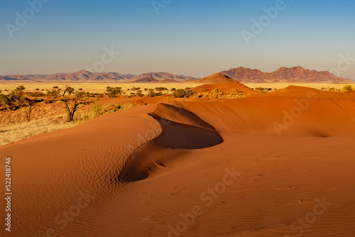 huge sand dunes in the Namib Desert with trees in the foreground of Namibia