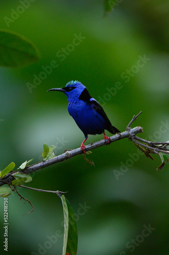 Shining Honeycreeper, Cyanerpes lucidus, exotic tropical blue bird with yellow legs from Costa Rica. Blue songbird in the nature habitat. Tanager from South America © vaclav