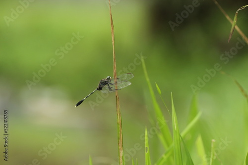 the dragonfly perches on the wood above the water
