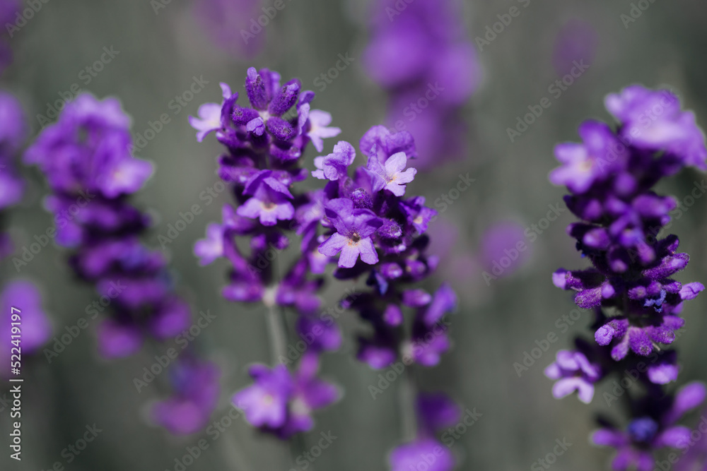 Blooming fragrant lavender flowers on a field..