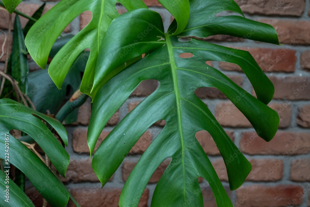 Obraz premium green tropical monstera philodendron plant leaves near the red brick wall, interior design. Space for text. Good picture for cover, calendar, postcard, wallpaper, background, product, website, blog