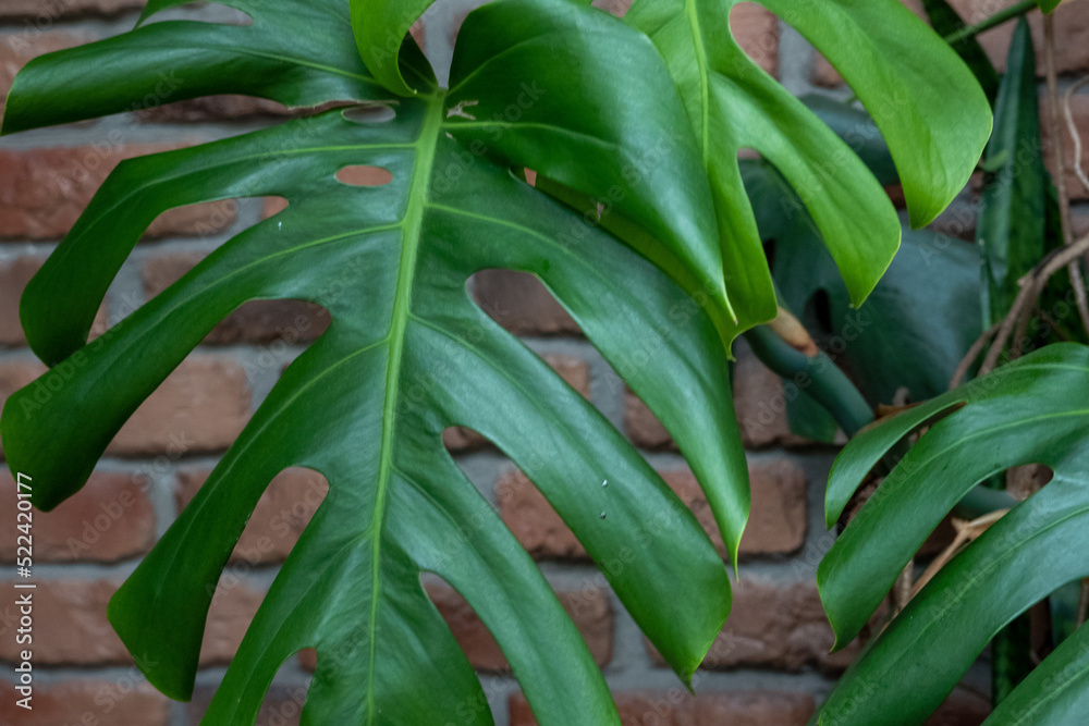Obraz premium green tropical monstera philodendron plant leaves near the red brick wall, interior design. Space for text. Good picture for cover, calendar, postcard, wallpaper, background, product, website, blog