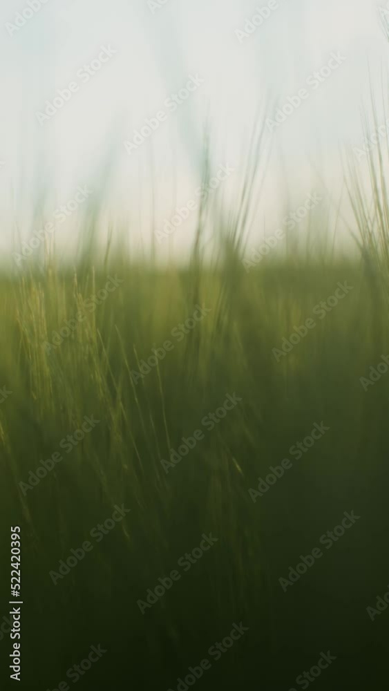 Tall dense green grass with spikelets, close-up Tall dense green grass with spikelets, close-up