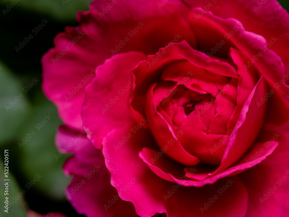 Shape and colors of Princess Kishi roses that blooming Shape and colors of Princess Kishi roses that blooming
