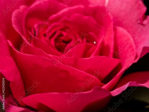 Shape and colors of Princess Kishi roses that blooming