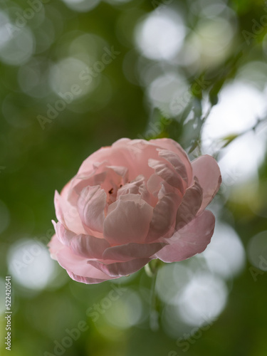 Shape and colors of Plume rose that blooming photo