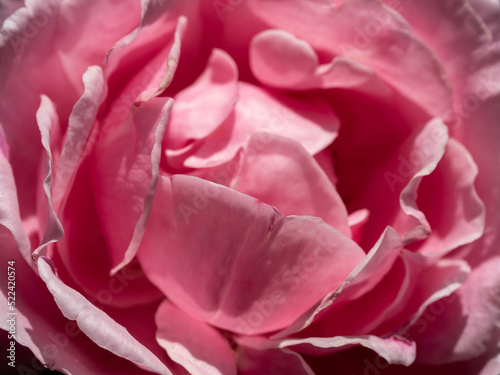 Delicate petals of Soeur Emmanuelle rose as nature background