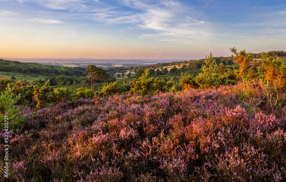 August Heather and Heath on Ashdown Forest on the High Weald in East Sussex south east England UK