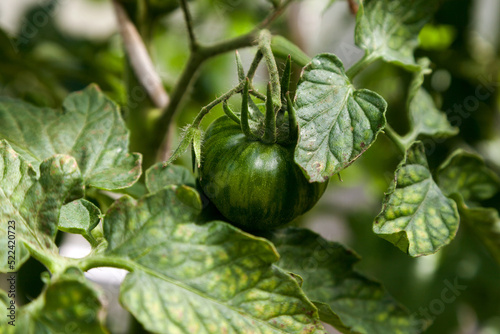 Green ripening tomatoes on a branch in the greenhouse.