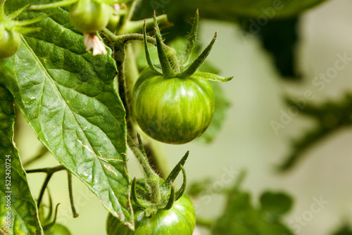 Green ripening tomatoes on a branch in the greenhouse.