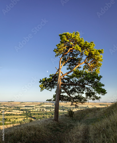 Lone Scots pine and moonrise on top of Martinsell Hill on the Wessex Downs Wiltshire south west England UK photo