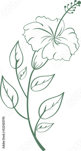 Floral flower and leaves hand drawn, Abstract botanical illustration