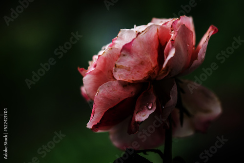 The wounded petals of a withering Princess Sakura rose