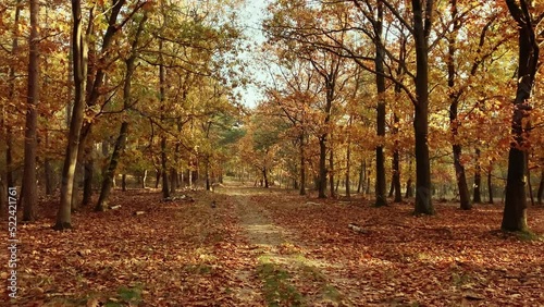 Autumn forest path with rich golden tones and vibrant fall foliage. Tracking shot moving in.