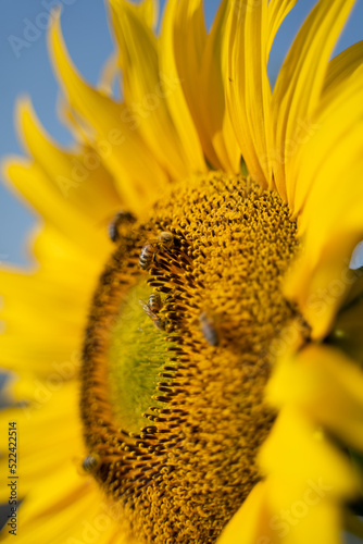 sunflower covered in bees