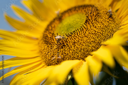 sunflower covered in bees