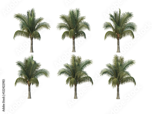 Coconut and palm on a transparent background