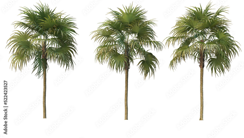 Fototapeta premium Coconut and palm on a transparent background