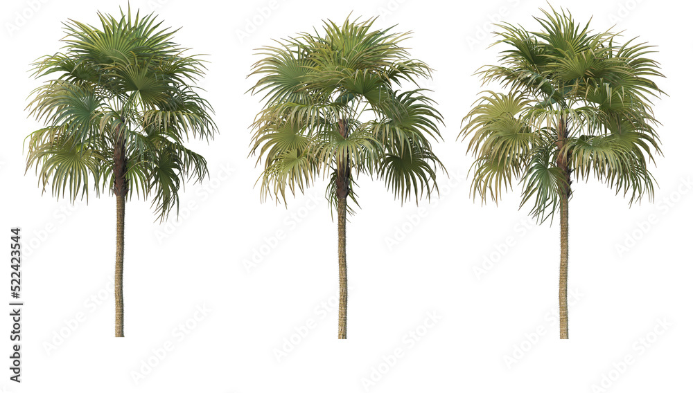 Fototapeta premium Coconut and palm on a transparent background
