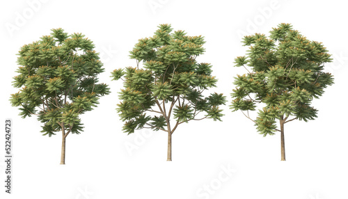 Tree on transparent background