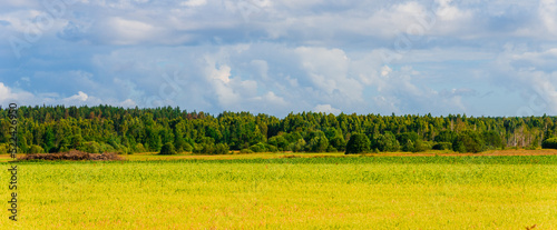 Yellow field of blooming raps with forest in the background and stormy clouds at summer day.Web banner. © ARVD73