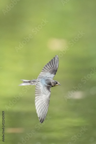 swallow in flight © Matthewadobe