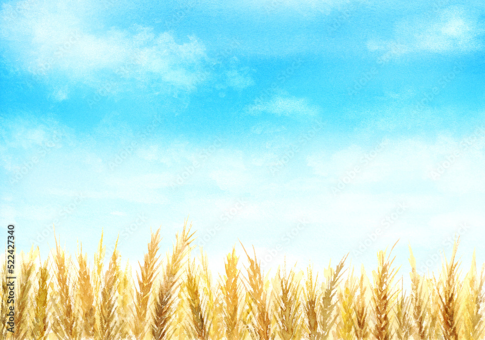 Fototapeta premium 青空と麦畑の水彩画