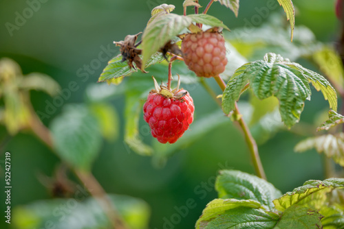 Red sweet translucent raspberries growing on bush among green leaves close-up.