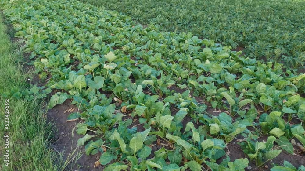 Rows of the sugar beet on field in windy weather StockVideo Adobe Stock
