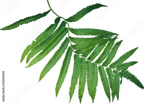 Fern leaf plant isolated photo