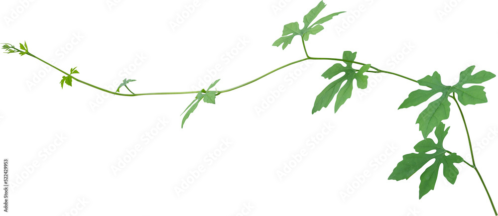 Vine plant, green leaves Vine plant, green leaves