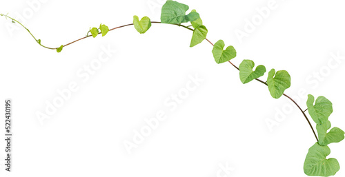 Vine plant, green leaves