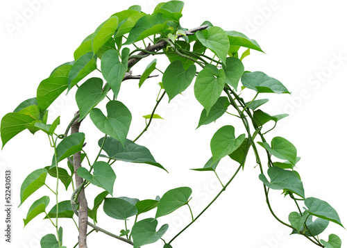 Fototapeta Naklejka Na Ścianę i Meble -  Vine plant, green leaves