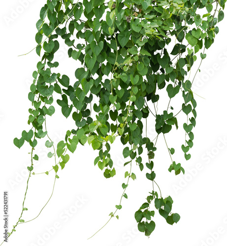 Fotografia Vine plant, green leaves