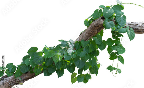 Fototapeta Naklejka Na Ścianę i Meble -  Vine plant, green leaves