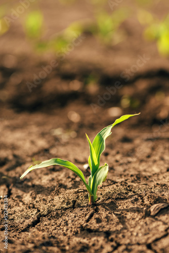 Small green corn crop seedling in field lit by the warm springtime sunset light