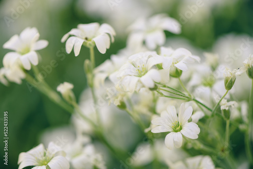 Cerastium tomentosum (snow-in-summer), herbaceous flowering plant