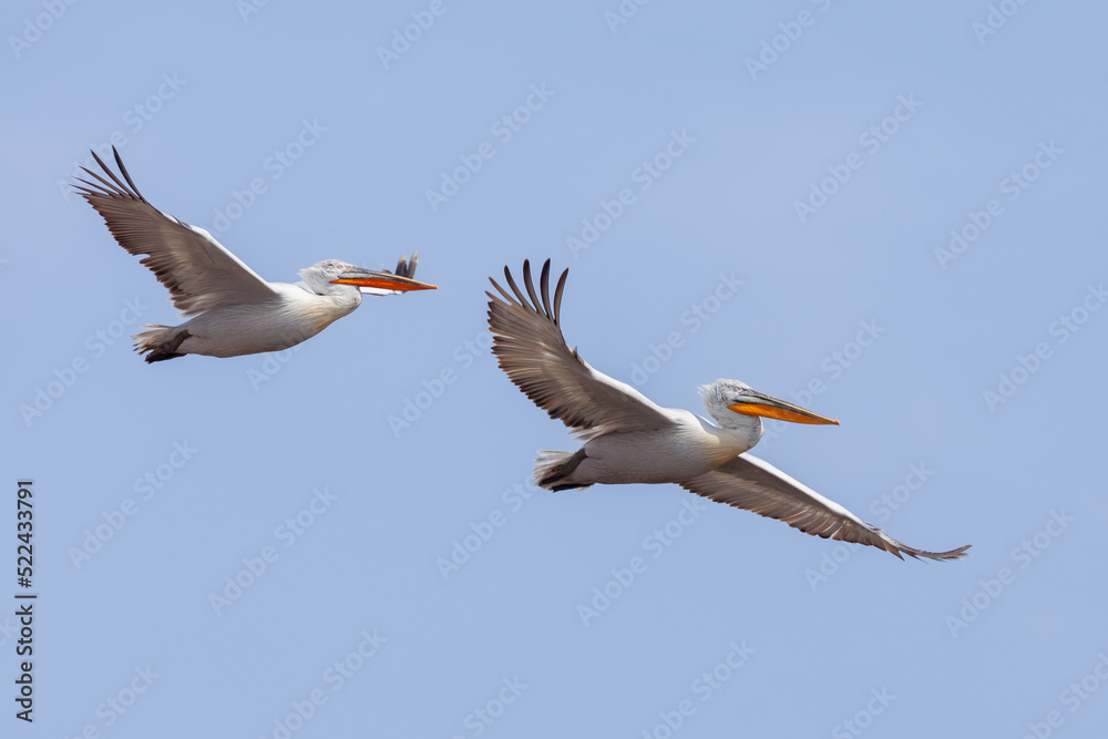 Two flying Dalmatian Pelican in the delta of Volga River (near Caspian sea, Astrakhan, Russia). The Dalmatian pelican (Pelecanus crispus) is the largest member of the pelican family. Two flying Dalmatian Pelican in the delta of Volga River (near Caspian sea, Astrakhan, Russia). The Dalmatian pelican (Pelecanus crispus) is the largest member of the pelican family.