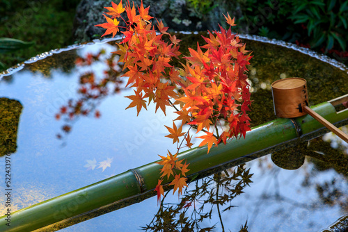 秋になるとお寺の入り口にある手水鉢と言う名の手を洗い清める場所にカエデを飾ってくれます
In autumn, maple trees decorate the chozubachi at the entrance of the temple where you wash and purify your hands.