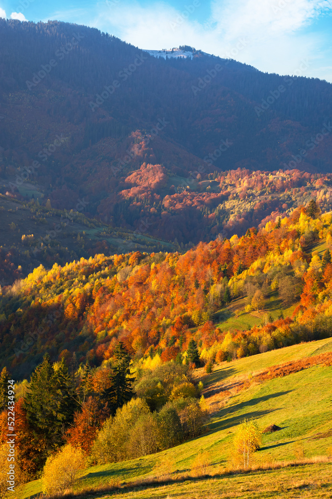 rural landscape of carpathian mountains at sunrise. trees in fall foliage on grassy rolling hills. clouds on the sky and fog in the distant valley. beautiful countryside scenery in morning light