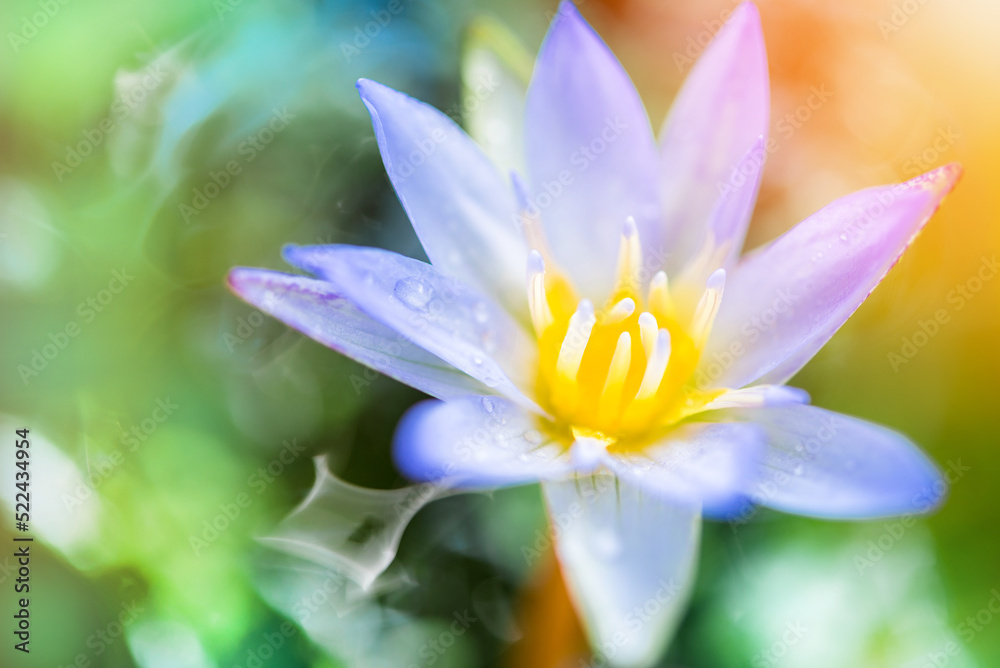 Fototapeta premium soft-focus colorful lotus flower