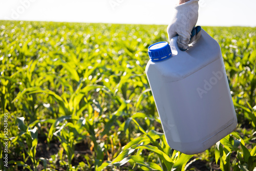 A gloved worker holds a canister against a background of corn. Treatment with corn fertilizers.