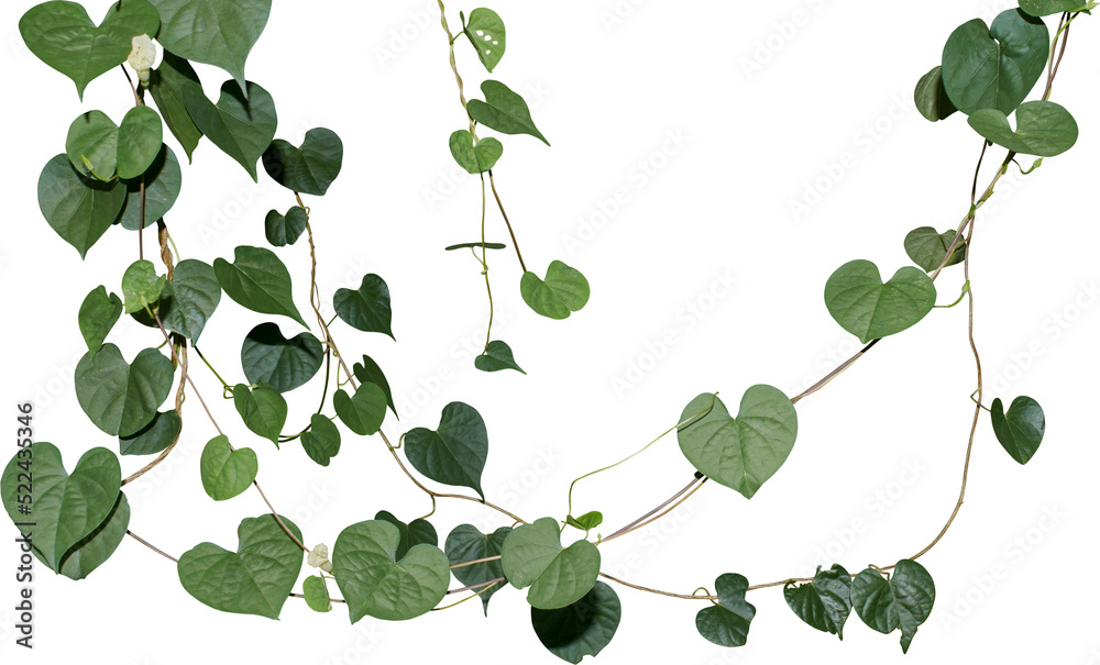 Obraz premium Vine plant, green leaves