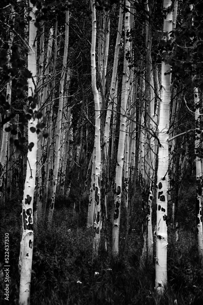 Obraz premium Aspen Grove