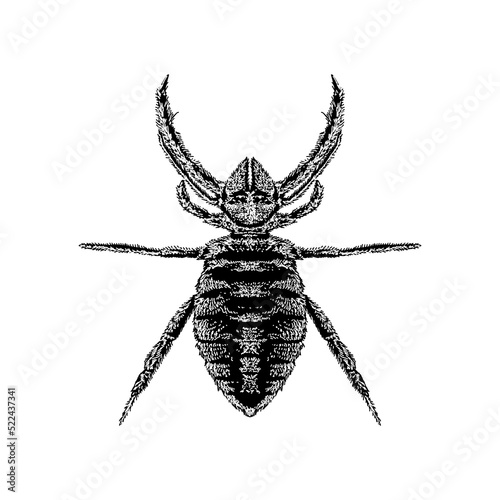 Camel Spider hand drawing vector illustration isolated on background