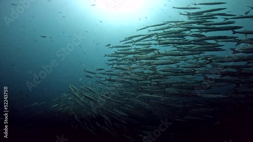 Wallpaper Mural Under Water Film from Sail Rock island in Thailand - Large Barracuda group of fish swimming above the termocline shfiting swimming diretions hundreds of fish together - Amazing capture Torontodigital.ca