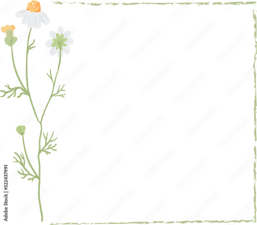 beautiful minimal white chamomile flower square frame beautiful minimal white chamomile flower square frame
