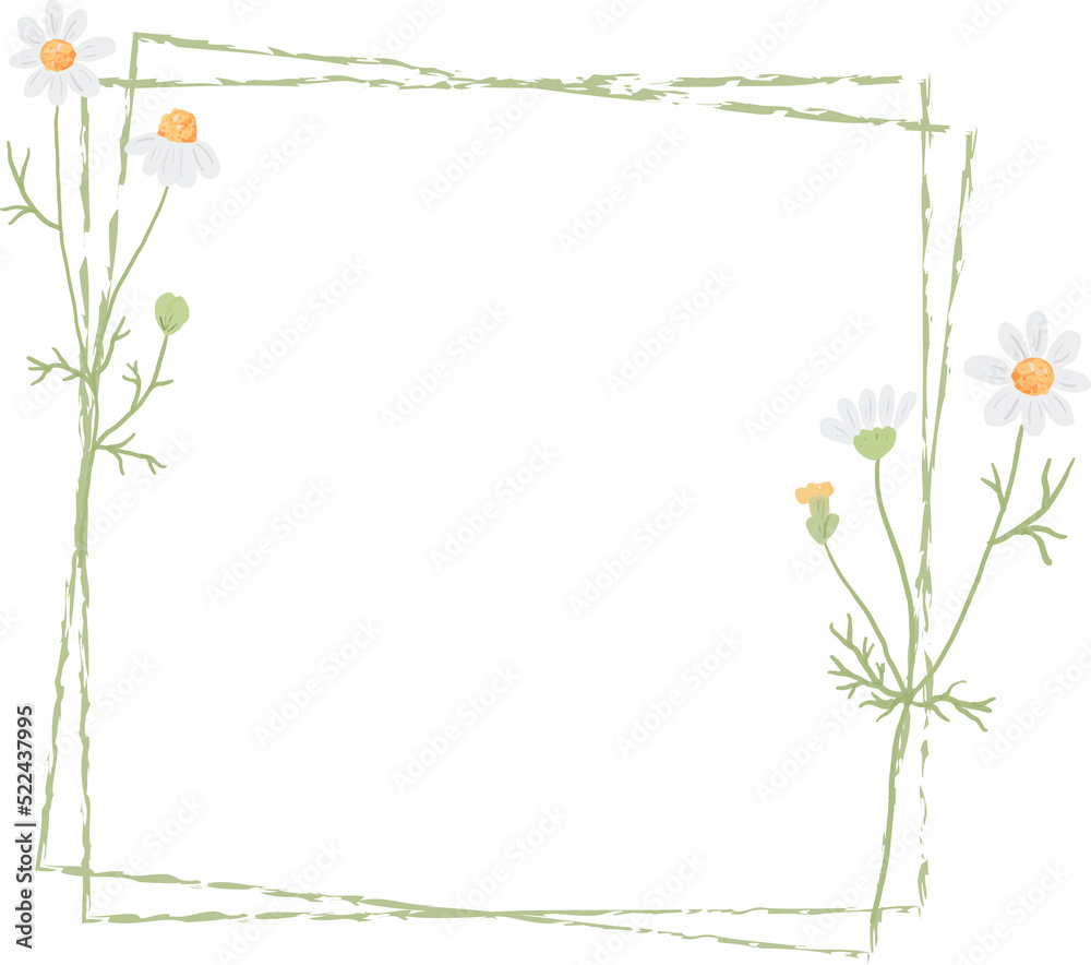 Obraz premium beautiful minimal white chamomile flower square frame