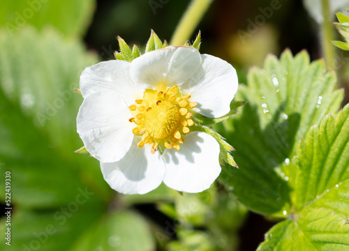 White flowers on strawberries in the vegetable garden.