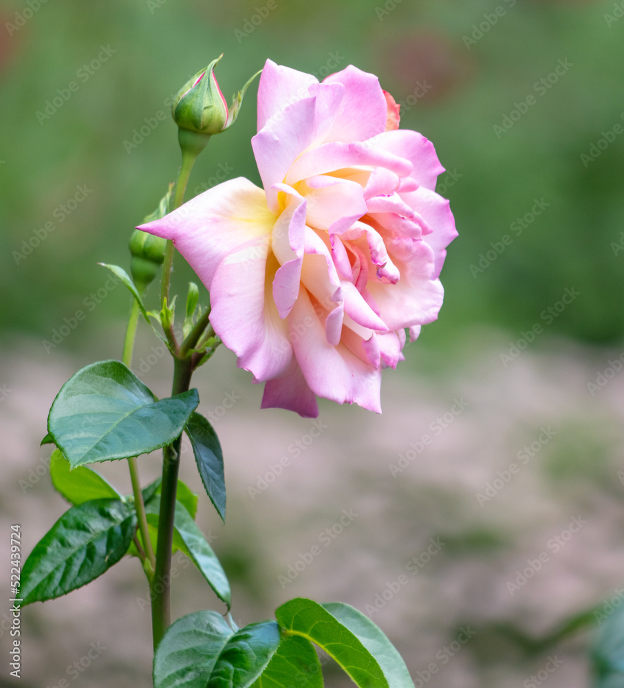 Beautiful decorative rose in the park. Beautiful decorative rose in the park.